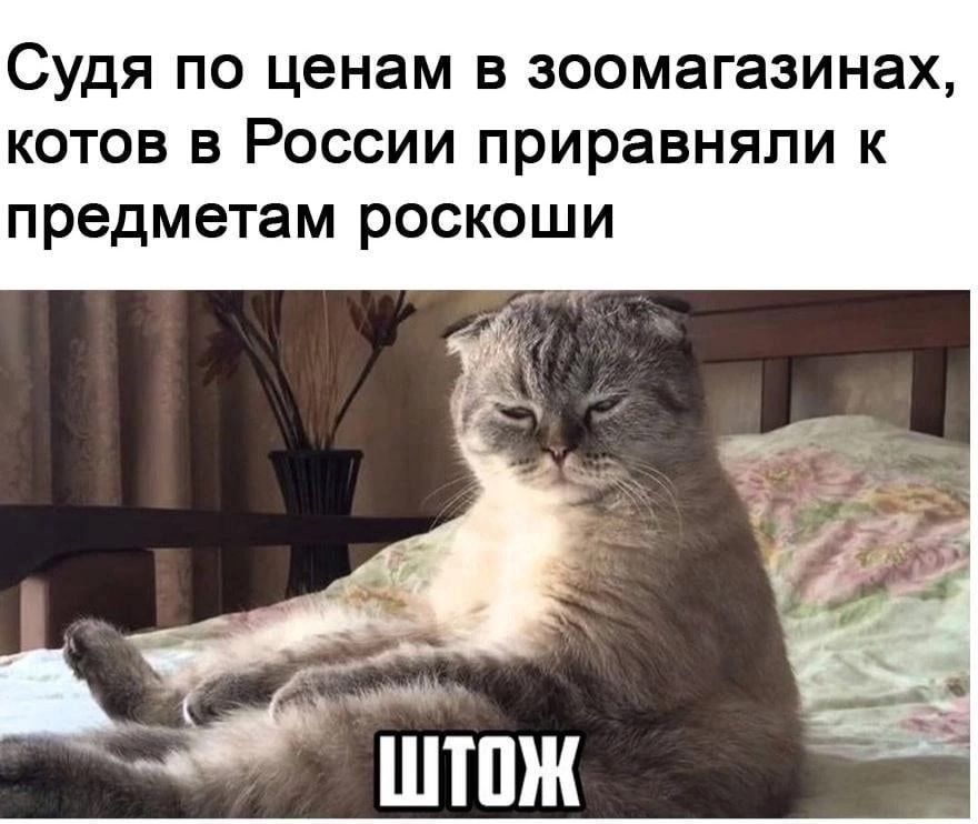 Судя по ценам в зоомагазинах котов в России приравняли к предметам роскоши