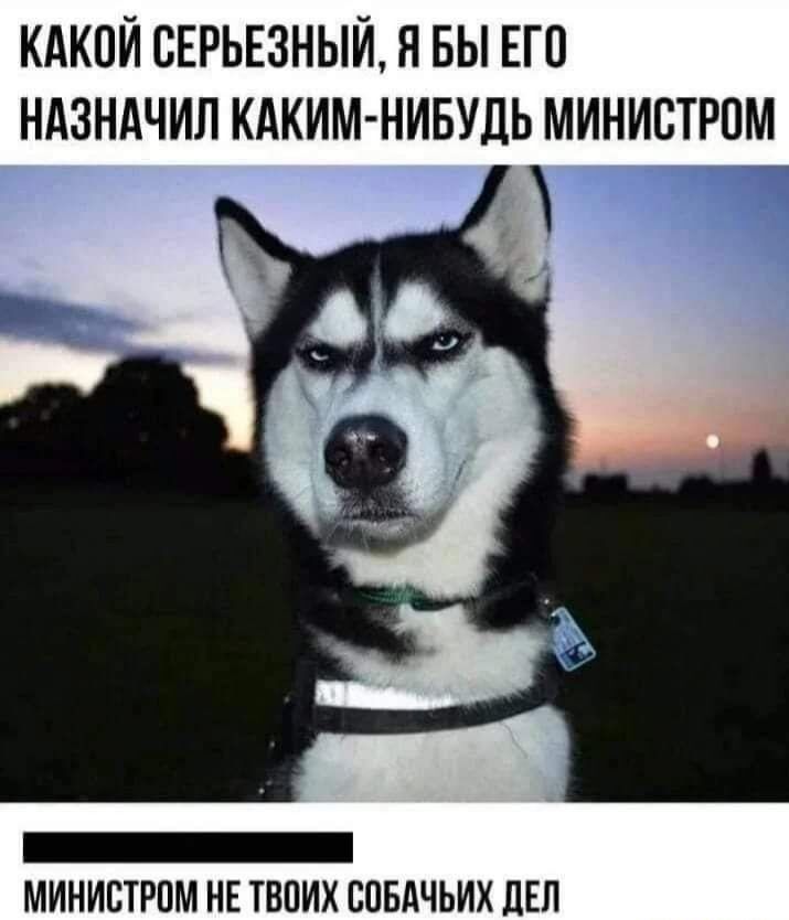 КАКОЙ СЕРЬЕЗНЫЙ Я БЫ ЕГО НАЗНАЧИЛ КАКИМ НИБУДЬ МИНИСТРОМ ооа МИНИСТРОМ НЕ ТВОИХ СОБАЧЬИХ ДЕЛ
