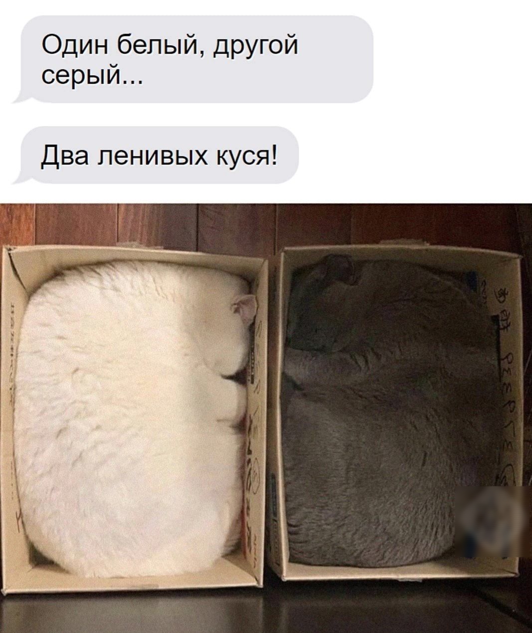 Один белый другой серый Два ленивых куся