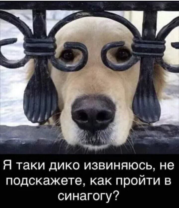 Я таки дико извиняюсь не подскажете как пройти в синагогу