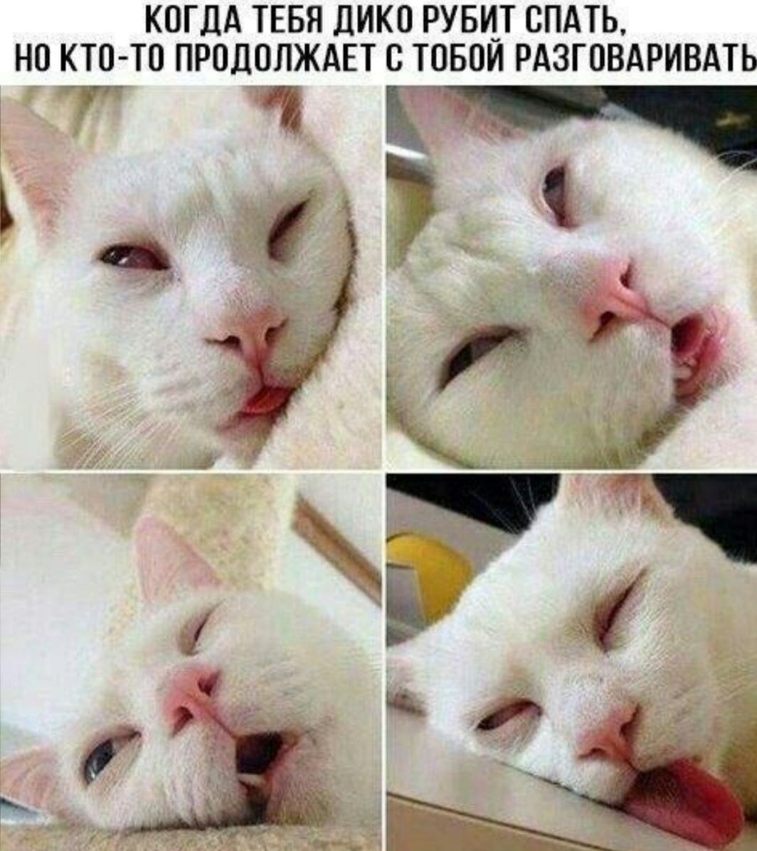 Какие разбудили. Смешные спящие коты мемы. Котики для поднятия настроения. Мемы с котом. Котик Мем.