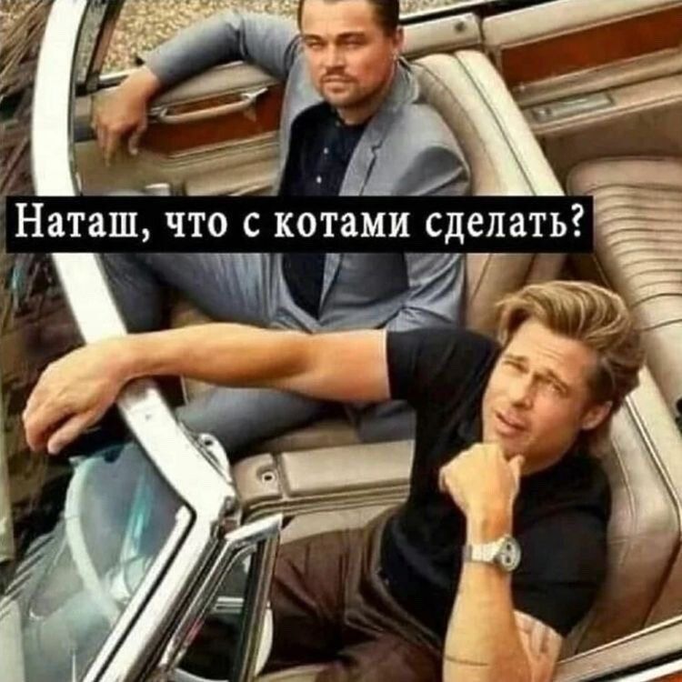 Наташ что с котами сдепатьЁ