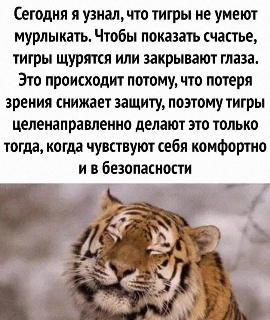 Сегодня я узнал что тигры не умеют мурлыкать Чтобы показать счастье тигры щурятся или закрывают глаза Это происходит потомучто потеря зрения снижает защиту поэтому тигры целенаправленно делают это только тогда когда чувствуют себя комфортно и в безопасности
