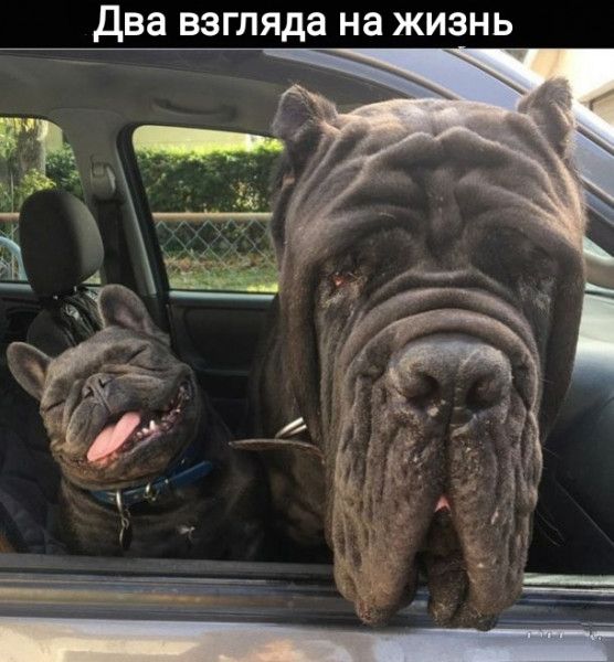 дв_а_в_аШяда на жизнь