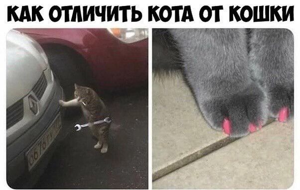 КАК отличить КОТА ОТ КОШКИ