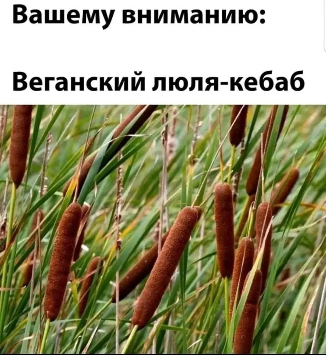 вашему вниманию Веганский июля кебаб