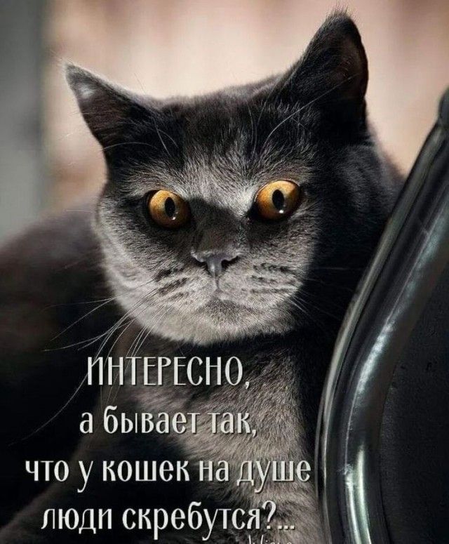 что у кошек и люди сиребутсд