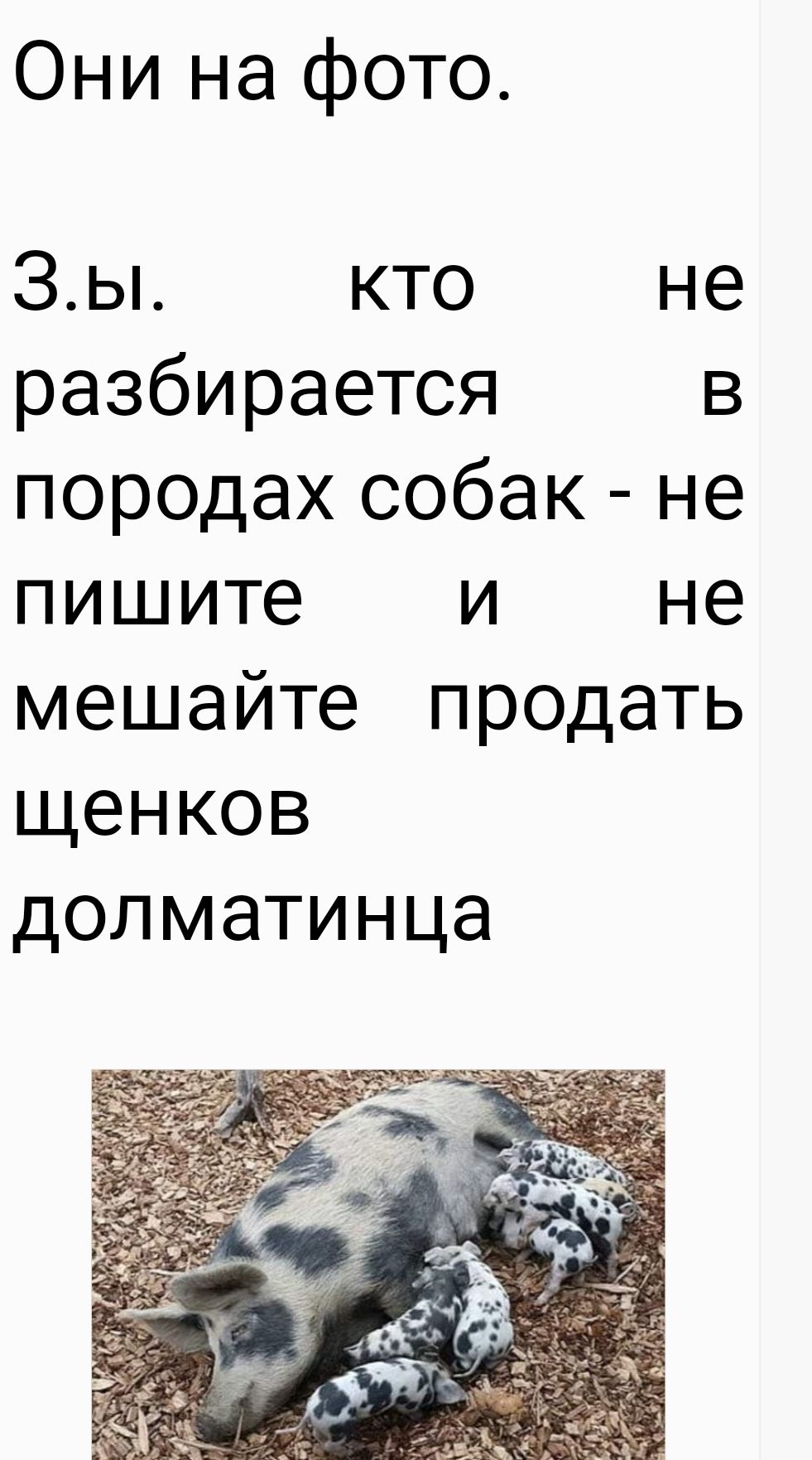 Они на фото ЗЫ кто не разбирается в породах собак не пишите и не мешайте продать щенков долматинца