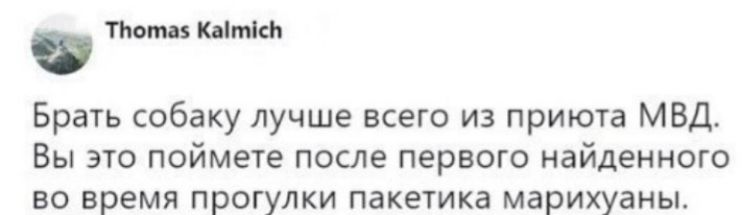п тм Брать собаку лучше всего из приюта МВД Вы это поймете после первого найденного во время прогулки пакетика марихуаны