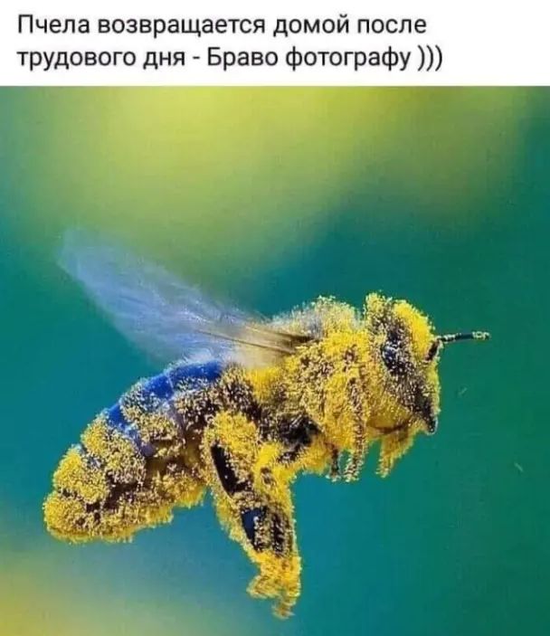 ела возвращается домом после трудового дня Браво Фотографу