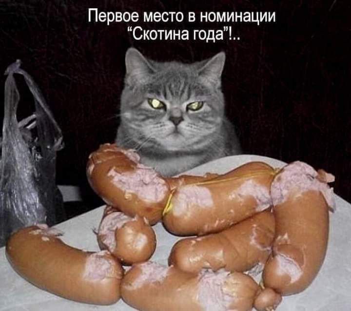 Первое место в номинации Скотина года
