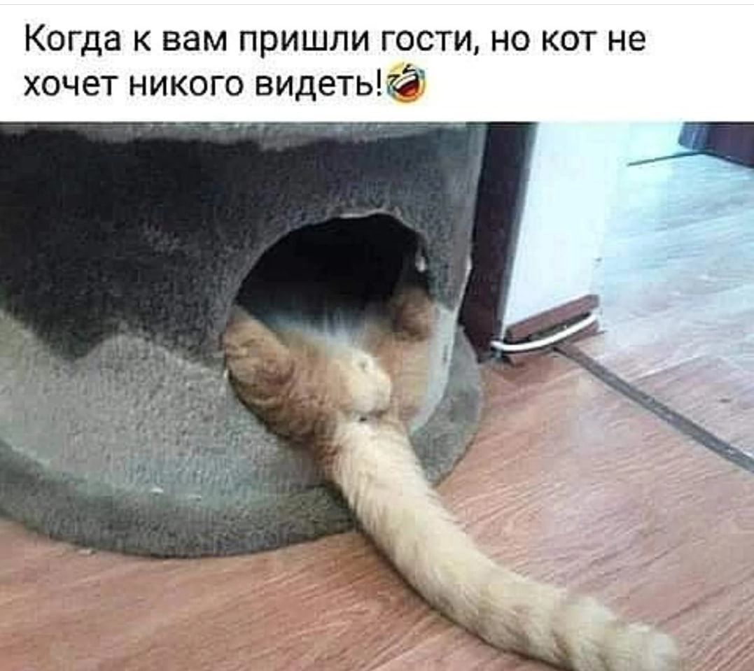 Когда к вам пришли гости не кот не хочет никого видетьё