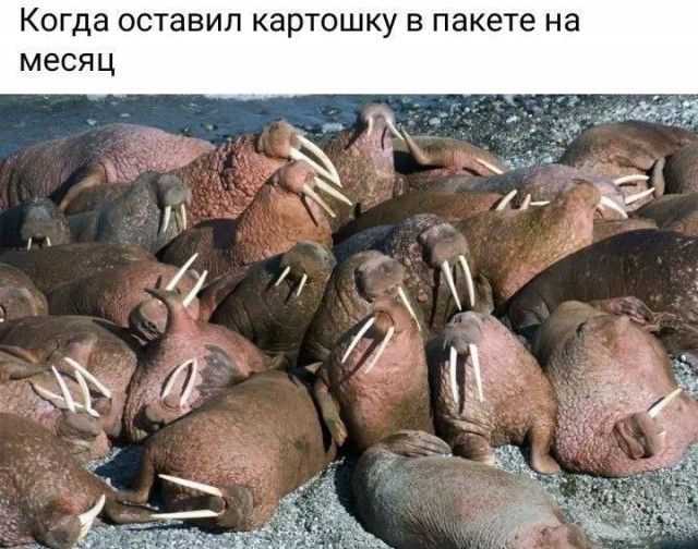 КОГДЗ ОСТЭЕИП картошку В пакете на месяц Я