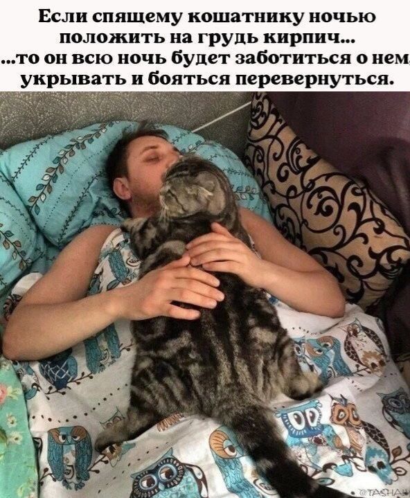Если спящему кошатиику ночью положить на грудь кирпич то он всю ночь будет заботиться о нем