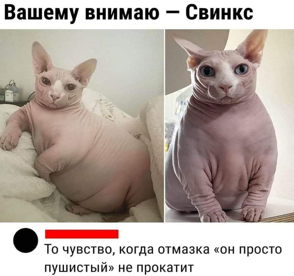 Вашему внимаю Свинкс То чувство когда отмазка он просто пушистый не прокатит