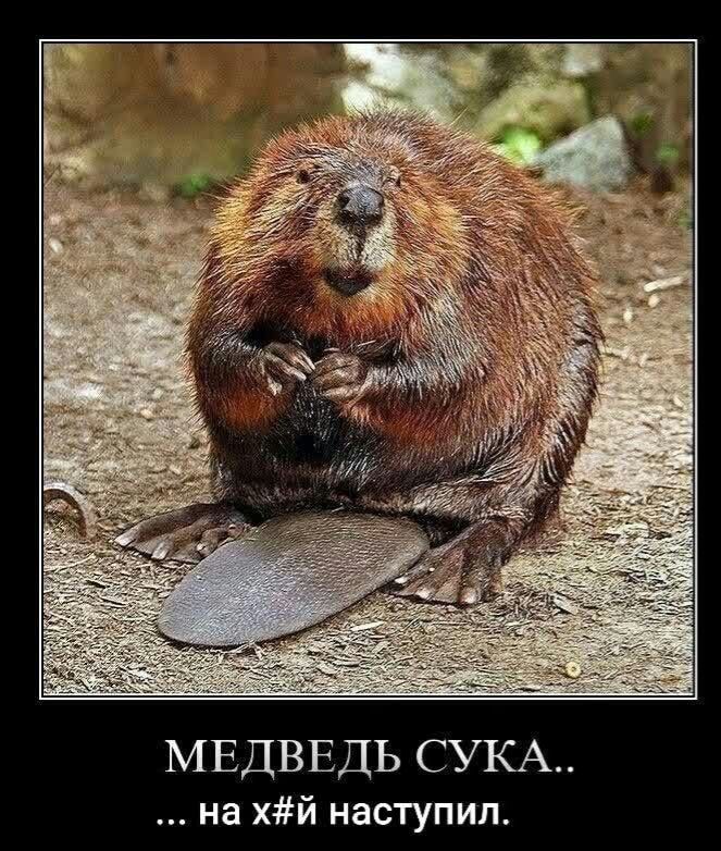 МЕДВЕДЬ СУКА на хй наступил