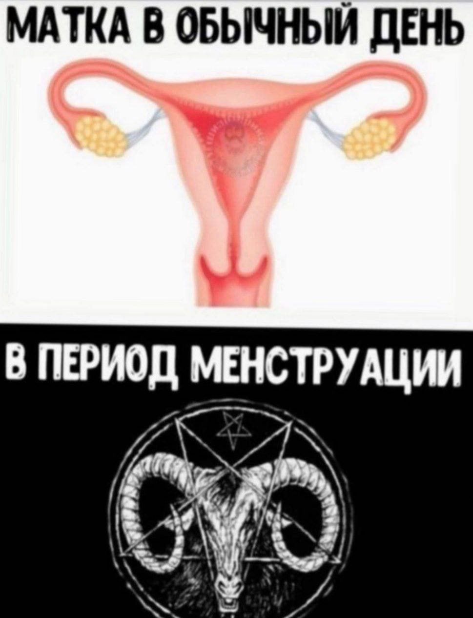 МАТКА В ОБЫЧНЫЙ ДЕНЬ В ПЕРИОД МЕНСТРУАЦШ Й