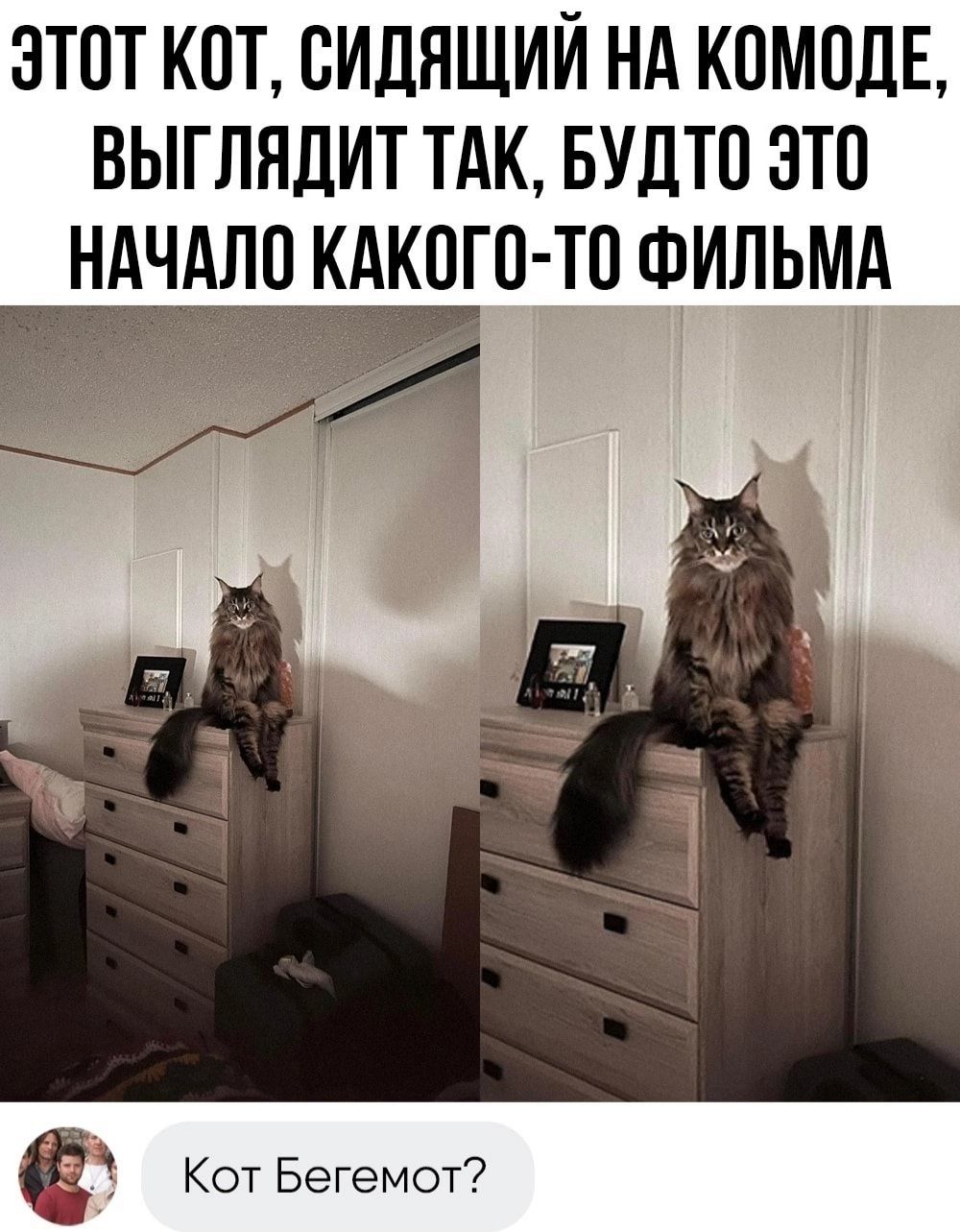 ЭТОТ КОТ СИДНЩИЙ НА КПМПДЕ ВЫГЛНЛИТ ТАК БУЛТП ЭТО НАЧАЛО КАКОГО ТП ФИЛЬМА Ё Кот Бегемот