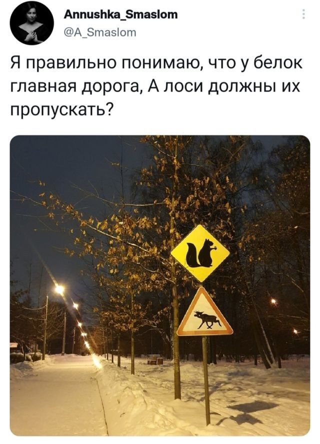 Аппцзикд_5тнаъот Я правильно понимаю что у белок главная дорога А лоси должны их пропускать