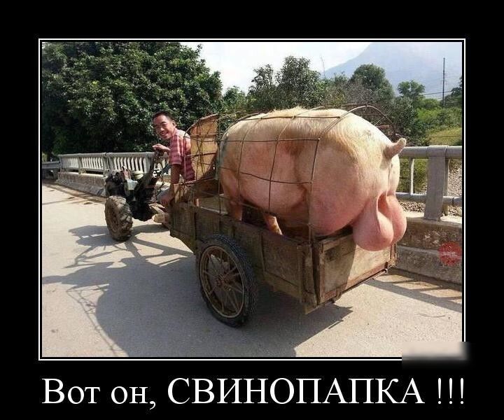 Вот он СВИНОПАПКА