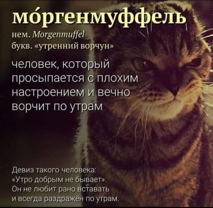 мбргепйЪ нем МшяептиТе букв утренний но чун ЧЕЛОВЕК КОТОБ ЫЙ просыпается ПЛОХИМ настроением вечно__ ворчит по ут Девиз такпгп человека Утро добрым не бывает Он не любит ранцёсуавать и всегда раэд по утрам