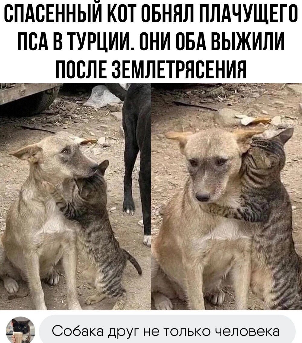 ВПАБЕННЫИ КОТ ПБННЛ ППАЧУЩЕГП ПВА В ТУРЦИИ ОНИ ПБА ВЫЖИЛИ ПОСЛЕ ЗЕМЛЕТРНСЕН Собака друг не только человека