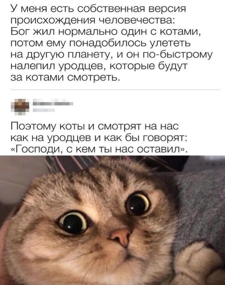 У меня есть собственная версия происхождения человечества Бог жил нормально один котами потом ему понадобилось улететь на другую планету и он побьпстрому налепил уродцев которые будут за котами смотреть Поэтому коты и смотрят на нас как на уродцев и как бы говорят Господи кем ты нас оставил