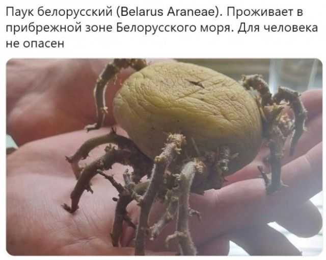 Паук белорусский Беіагцз Агапеаех Проживает в прибрежной зоне Белорусского моря Для человека не опасен