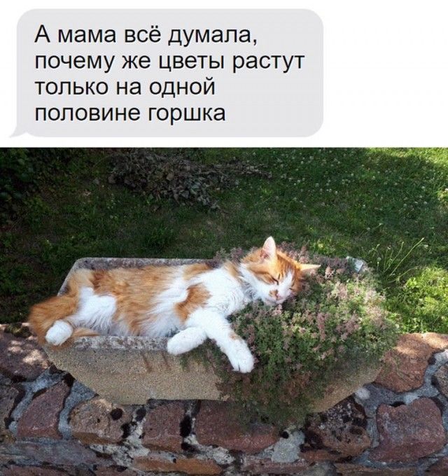 А мама всё думала почему же цветы растут только на одной половине горшка