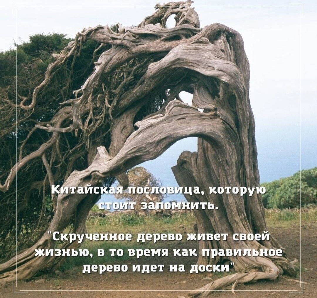 Скручеиипе дерева живет сваей жизнью в то время как правилами дерева идет на диски _ т