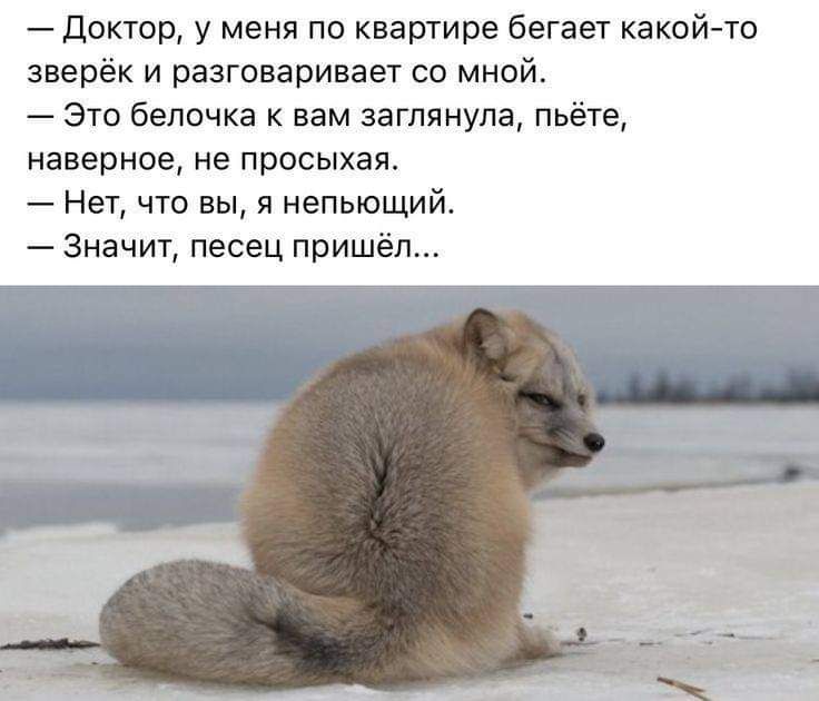 доктор у меня по квартире бегает какой то зверёк и разговаривает со мной Это белочка вам заглянула пьёте наверное не просыхая Нет что вы я непьющий Значит песец пришеп