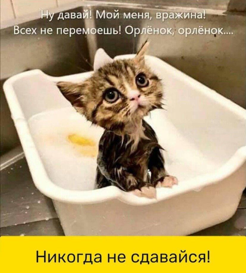 Никогда не сдавайся