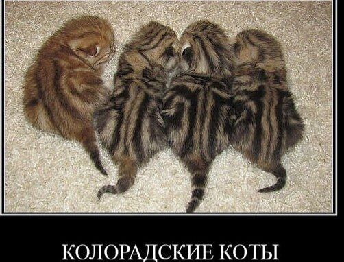 КОЛОРАЛСКИЕ КОТЫ