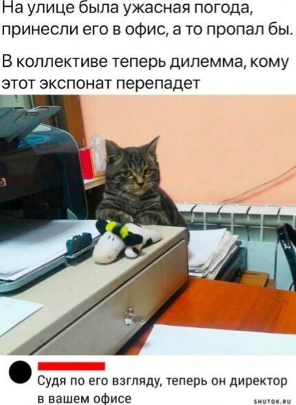 На улице была ужасная погода принесли его в офис а то пропал бы В КОЛПЕКТИБЕ теперь дилемма КОМУ ЭТОТ ЭКСПОНЭТ перепадет Судя по его взгпиду теперь он директор в вашем офисе