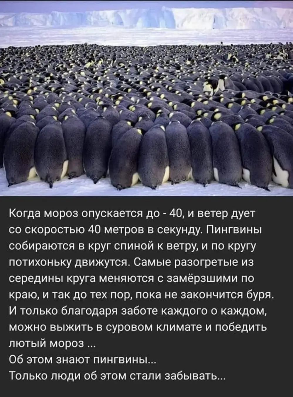 Когда мороз опускается до 40 и ветер дует со скоростью 40 метров в секунди Пингвины собираются в круг спиной ветру и по кругу потихоньку движутся Самые разогретые из середины руга меняются замёрзшими по краю и так до тех пор пока не закончится буря И только благодаря заботе каждого о каждом можно выжить суровом климате и победить лютый мороз Об этом знают пингвины Только люди об этом стали забыват