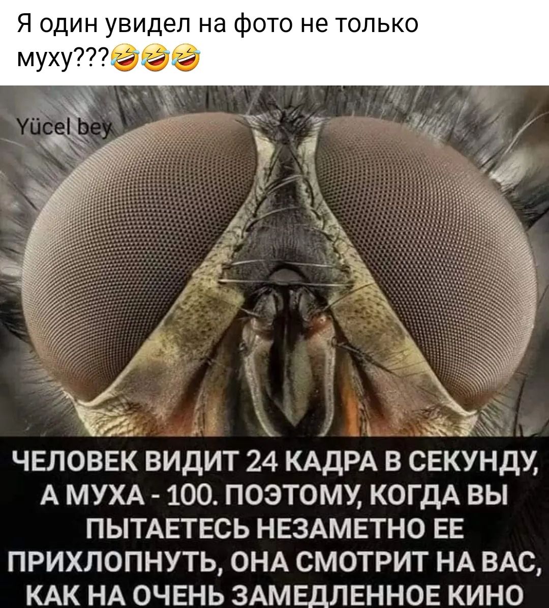 Я один увидел на фото не только г іх ЧЕЛОВЕК ВИДИТ 24 КАДРА В СЕКУНДУ А МУХА 100 ПОЭТОМУ КОГДА ВЫ ПЫТАЕТЕСЬ НЕЗАМЕТНО ЕЕ ПРИХЛОПНУТЬ ОНА СМОТРИТ НА ВАС КАК НА ОЧЕНЬ ЗАМЕДЛЕННОЕ КИНО