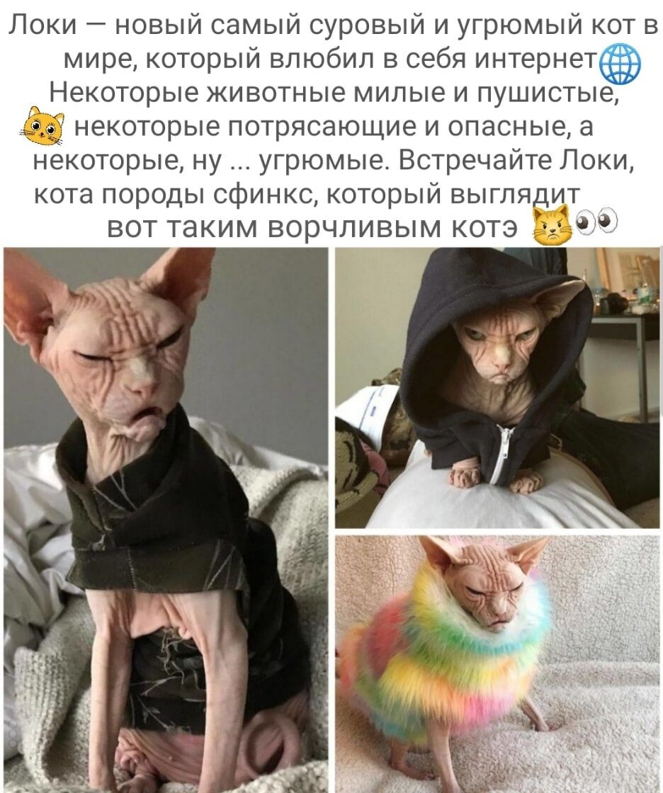 Локи новый самый суровый и угрюмый кот в мире который впюбип в себя интернет _ Некоторые животные милые и пушистые некоторые потрясающие и опасные а некоторые ну угрюмые Встречайте Локи кота породы сфинкс который выглядит БОТ таким ВОРЧПИВЫМ КОТЭ