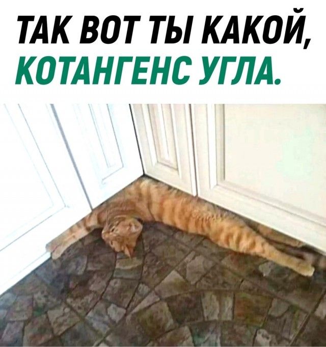 тдк вот ты кдкой котА НГЕНС углл