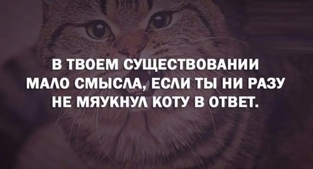 В ТВОЕМ СУЩЕСТВОВАНИИ ММО ОМЫОМ ЕСЛИ ТЫ НИ РАЗУ НЕ МЯУКНУА КОТУ В ОТВЕТ