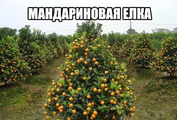 __ЕШШ