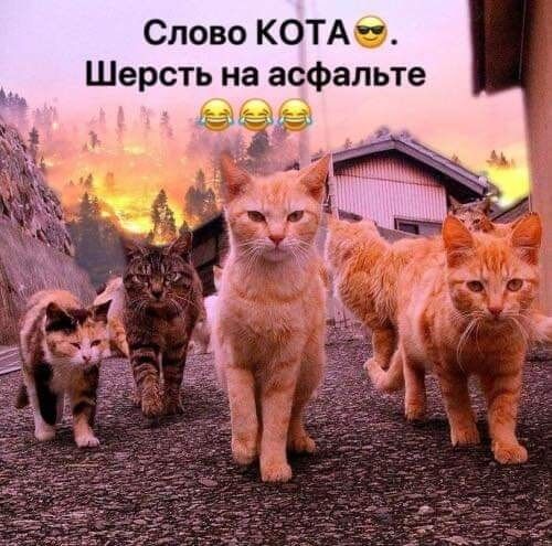 Слово КОТА Шерсть на асфальте