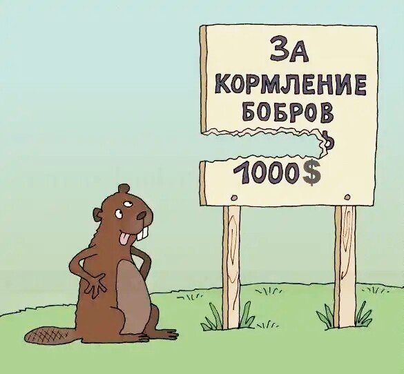 ЗА КОРМЛЕНИЕ БОБРОВ