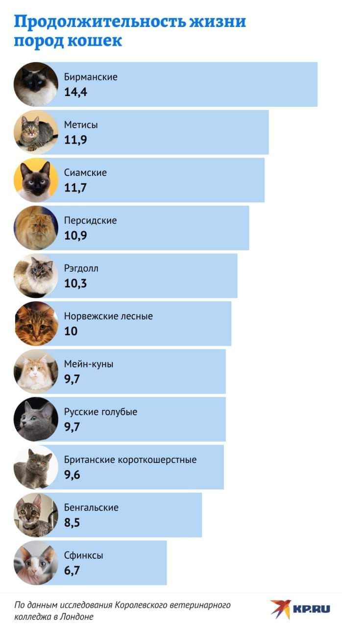 ПРОДОЛЖИТЕПЬНОСТЬ ЖИЗНИ пород кошек Бивнаиские 144 мемы из пицце 117 ПетМЦие 109 Рзгпшш 103 напишите лесные 10 таить 97 Рукии туб 97 Бричяккие кпрыкпшерпиые 6 Беигіпцкиг 35 СФИКККН 57 Пп ди нсштамм Хоопгенном мелшип имиджа Ламдонг