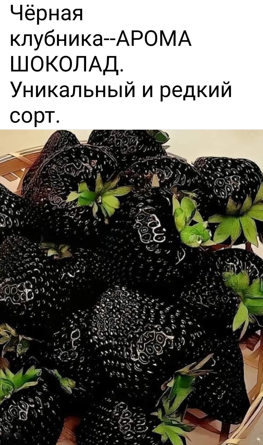 Чёрная клубника АРОМА ШОКОЛАД Уникальный и редкий сорт