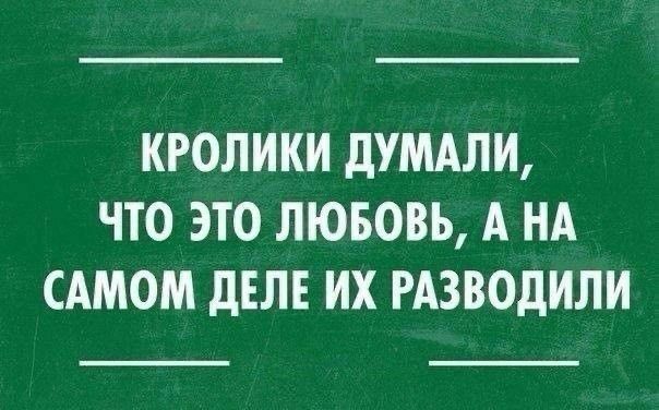 КРОЛИКИ дУМАЛИ ЧТО ЭТО ЛЮБОВЬ А НА САМОМ дЕЛЕ ИХ РАЗВОДИЛИ