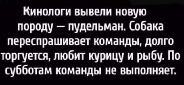 Кинологи вывели новую породу пудепьман Собака переспрашивает команды долго торгуется любит курицу и рыбу По субботам команды не выполняет