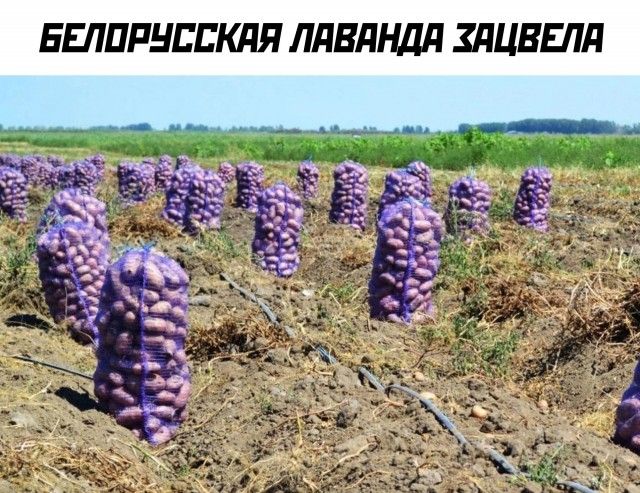 БЕЛОРУССКАЯ ЛЯВАНДА ЗАЦВЕЛЯ