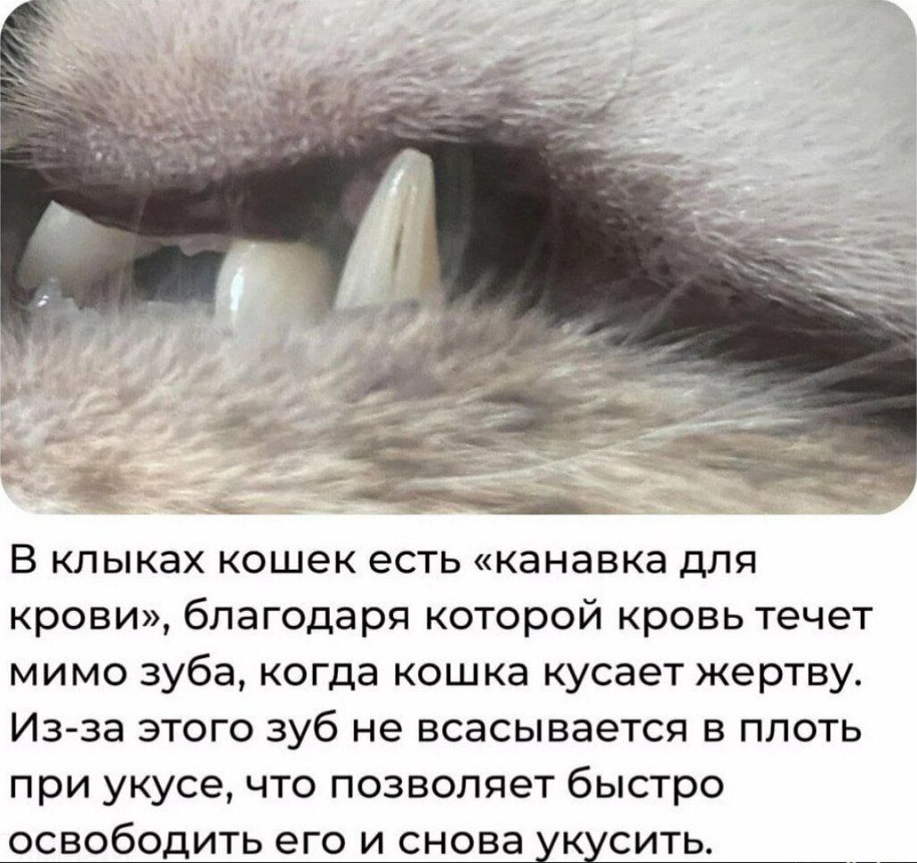 В клыках кошек есть канавка для крови благодаря которой кровь течет мимо зуба когда кошка кусает жертву Из за этого зуб не всасывается в плоть при укусе что позволяет быстро ОСБОБОДИТЬ его и снова укусить В