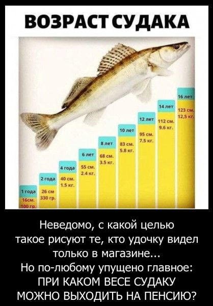 ВОЗРАСТСУДАКА Неведомо с какой целью такое рисуют те кто удочку видел только в магазине Но по любому упущено главное ПРИ КАКОМ ВЕСЕ СУДАКУ МОЖНО ВЫХОДИТЬ НА ПЕНСИЮ