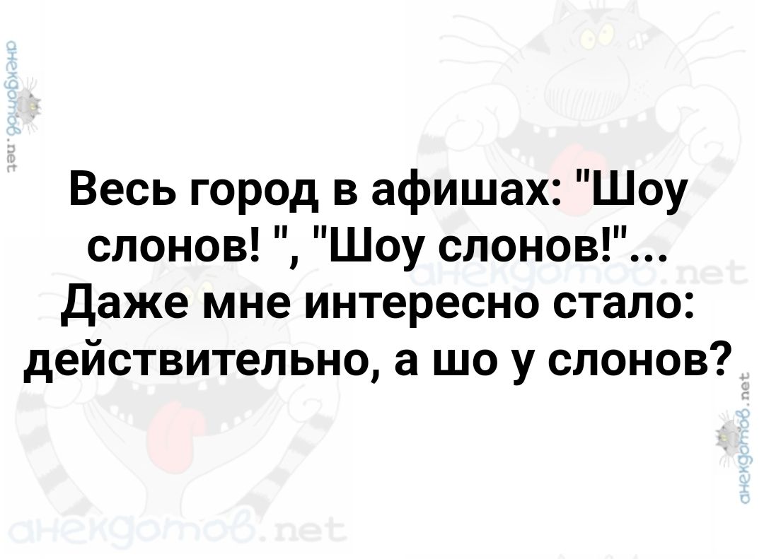 Весь город в афишах Шоу слонов Шоу слонов Даже мне интересно стало действительно а шо у слонов